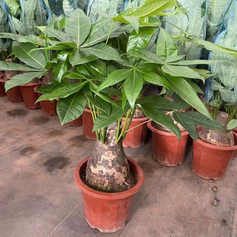 发财树盆栽花卉植物办公室内客厅绿植小盆景四季常青易活水培