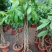 发财树盆栽花卉植物办公室内客厅绿植小盆景四季常青易活水培