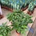 发财树盆栽花卉植物办公室内客厅绿植小盆景四季常青易活水培