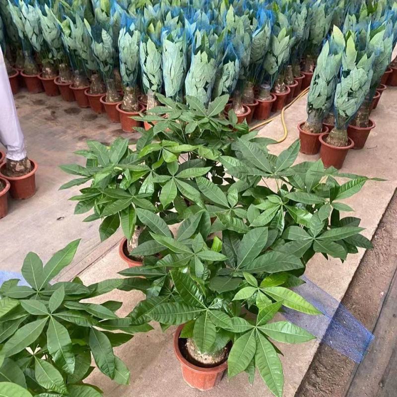 发财树盆栽花卉植物办公室内客厅绿植小盆景四季常青易活水培