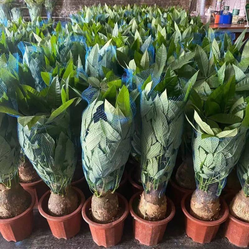 发财树盆栽花卉植物办公室内客厅绿植小盆景四季常青易活水培