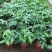 发财树盆栽花卉植物办公室内客厅绿植小盆景四季常青易活水培