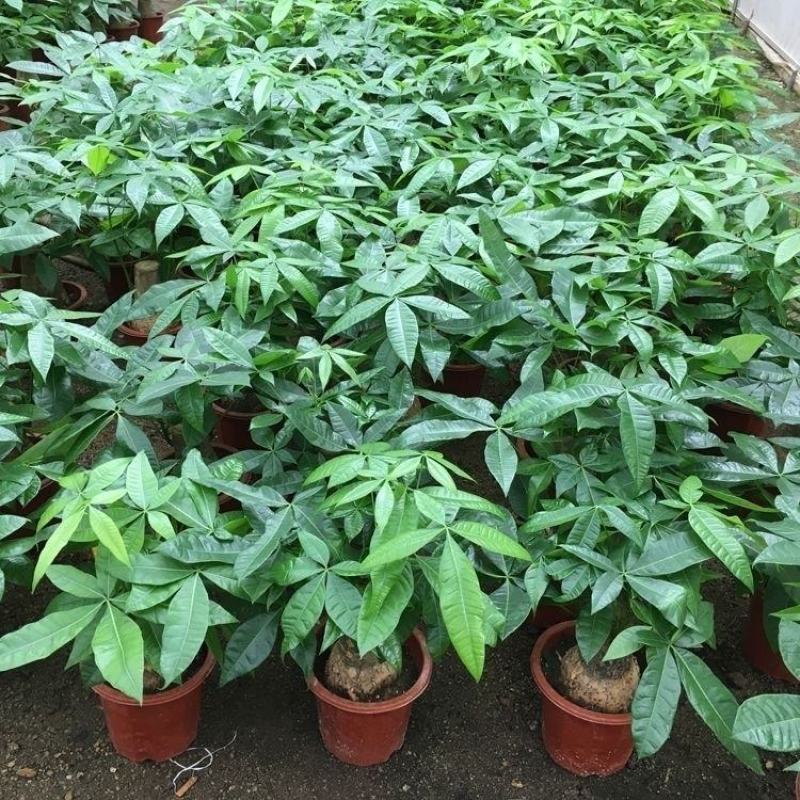 发财树盆栽花卉植物办公室内客厅绿植小盆景四季常青易活水培