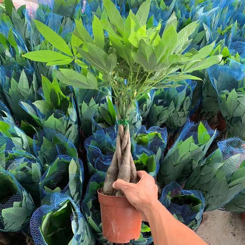 发财树盆栽花卉植物办公室内客厅绿植小盆景四季常青易活水培