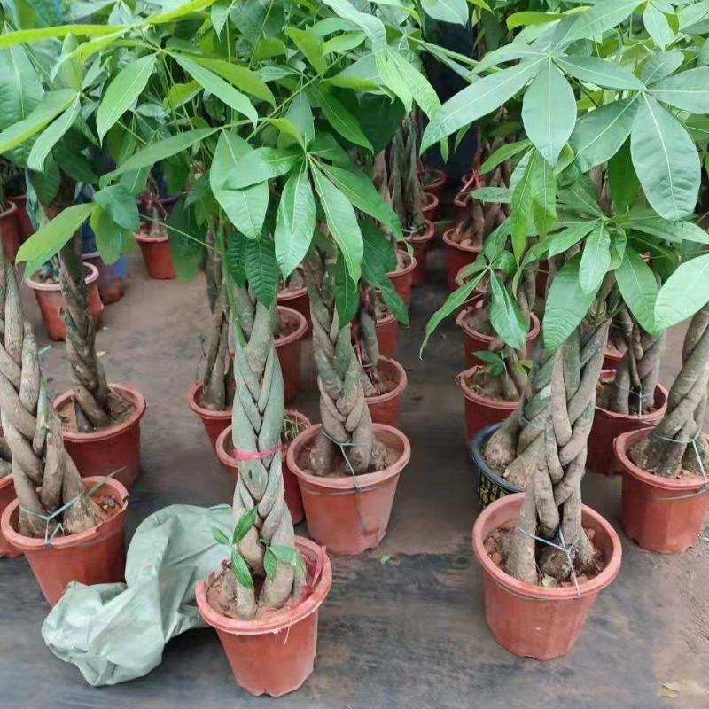 发财树盆栽花卉植物办公室内客厅绿植小盆景四季常青易活水培