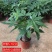 发财树盆栽花卉植物办公室内客厅绿植小盆景四季常青易活水培