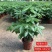 发财树盆栽花卉植物办公室内客厅绿植小盆景四季常青易活水培
