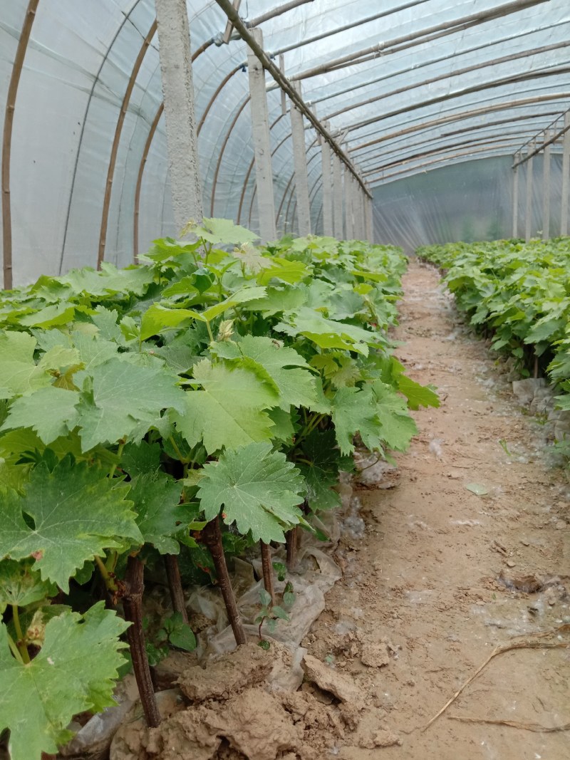 商丘夏黑葡萄苗，甜蜜蓝宝石，阳光玫瑰，营养钵葡萄苗苗