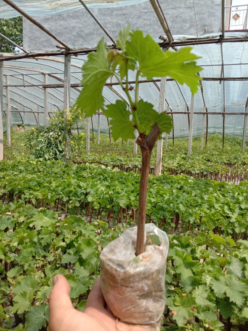 商丘夏黑葡萄苗，甜蜜蓝宝石，阳光玫瑰，营养钵葡萄苗苗