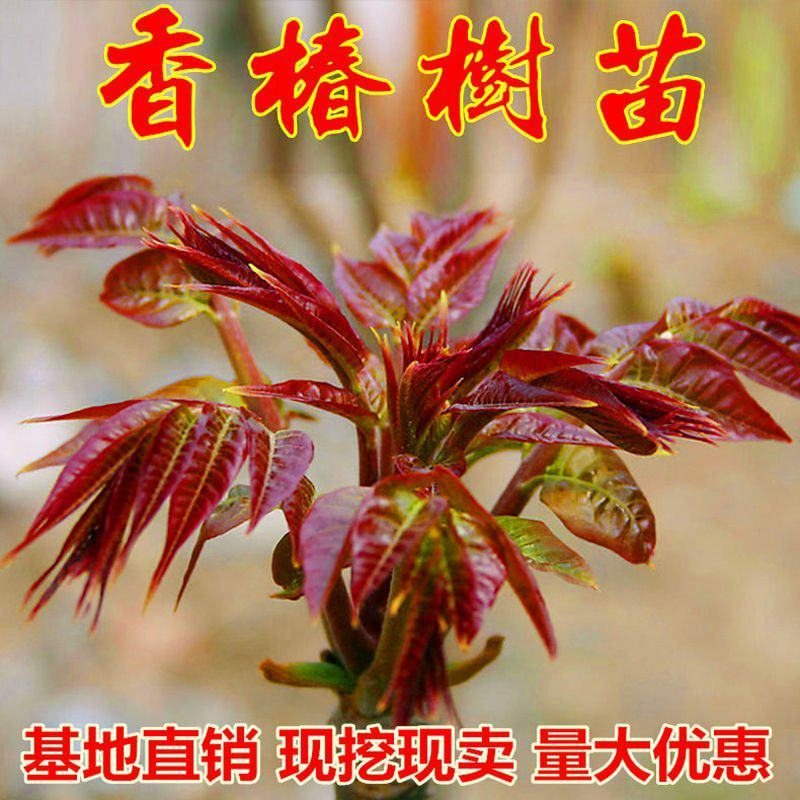 红油香椿树苗食用批发盆栽南方北方种植四季绿油矮化香椿芽树