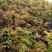 红油香椿树苗食用批发盆栽南方北方种植四季绿油矮化香椿芽树