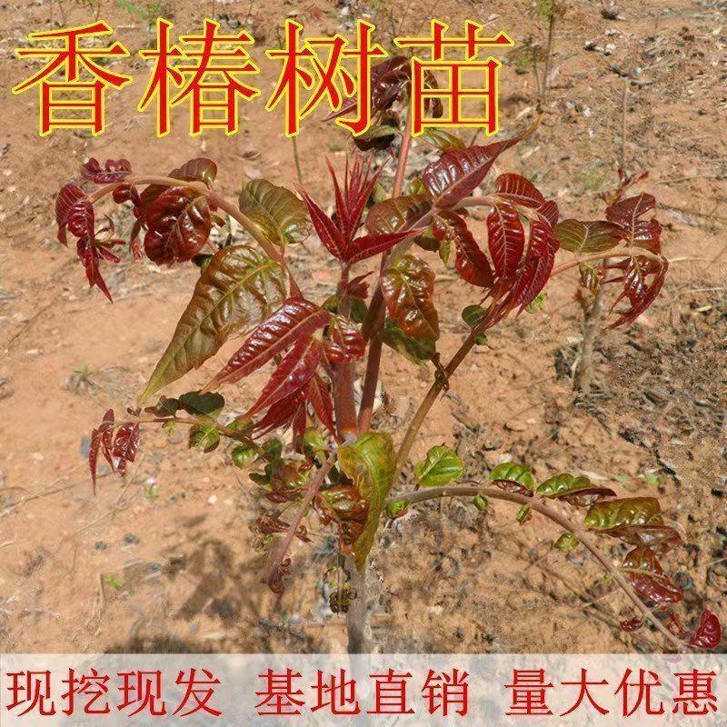 红油香椿树苗食用批发盆栽南方北方种植四季绿油矮化香椿芽树