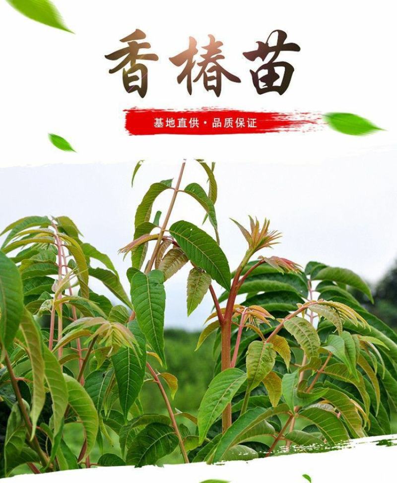 红油香椿树苗食用批发盆栽南方北方种植四季绿油矮化香椿芽树