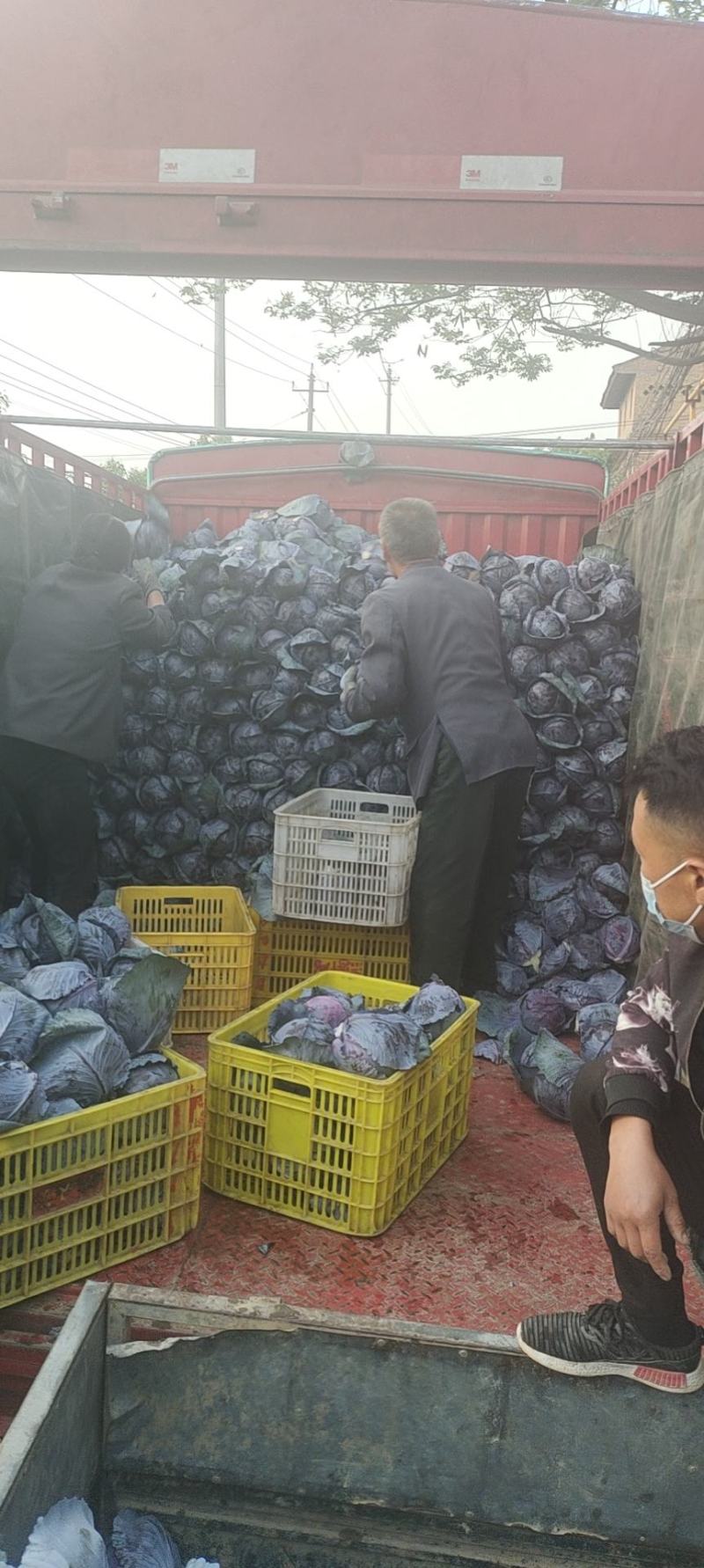精品紫甘蓝大量上市基地直发支持视频看货诚信经营