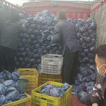 精品紫甘蓝大量上市基地直发支持视频看货诚信经营