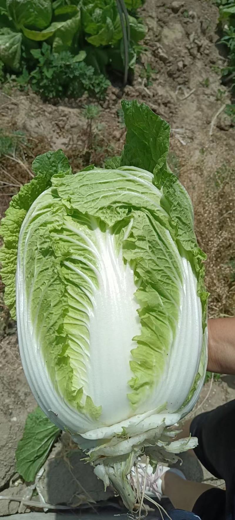 金将军大白菜