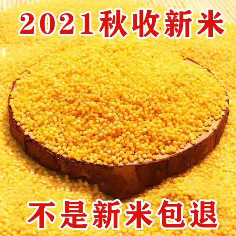 辽宁朝阳黄金苗小米，包邮