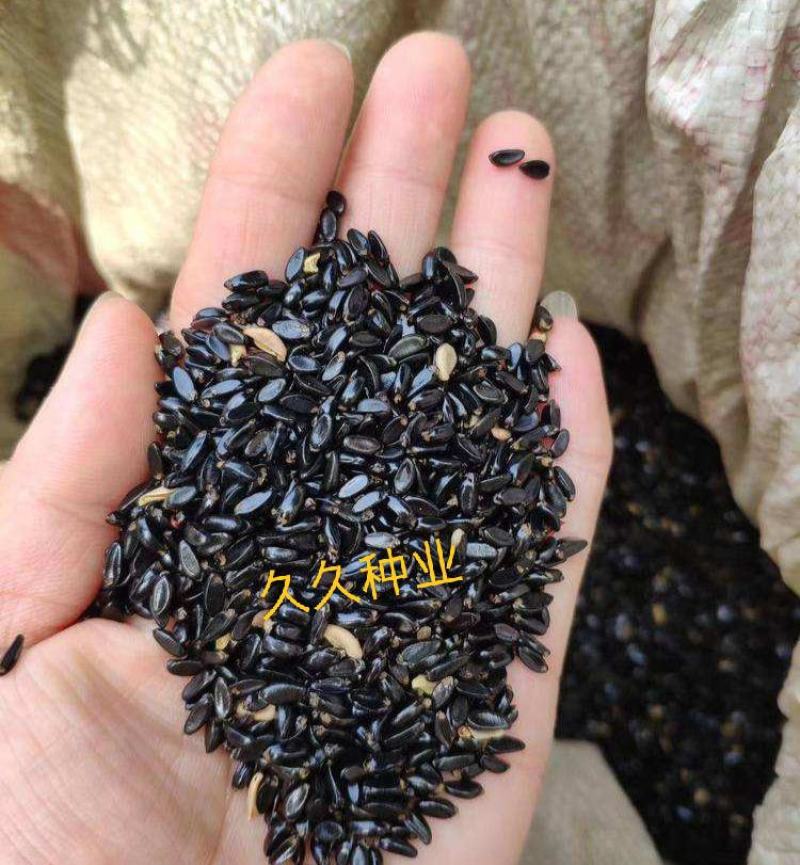 林木种子瓜子黄杨种子小叶黄杨山黄杨万年青豆板黄杨种子