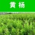林木种子瓜子黄杨种子小叶黄杨山黄杨万年青豆板黄杨种子