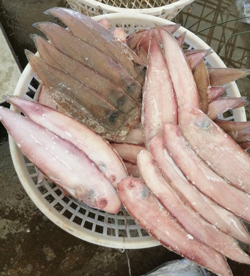 舌头鱼/龙利鱼/鳎目鱼