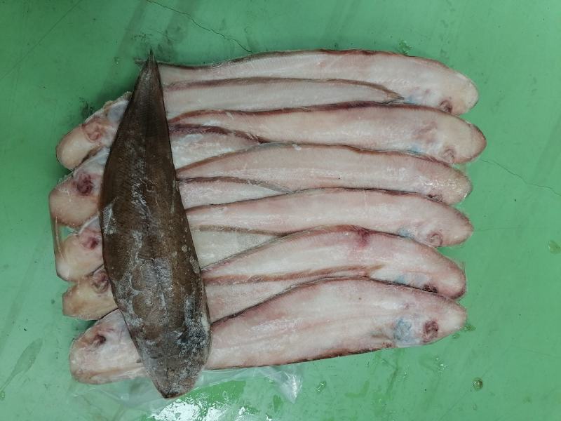 舌头鱼/龙利鱼/鳎目鱼