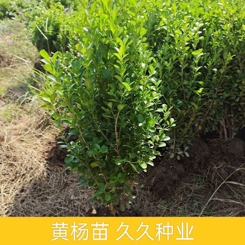 黄杨苗树苗黄杨球小叶黄杨瓜子黄杨小苗四季常青耐阴常绿庭院
