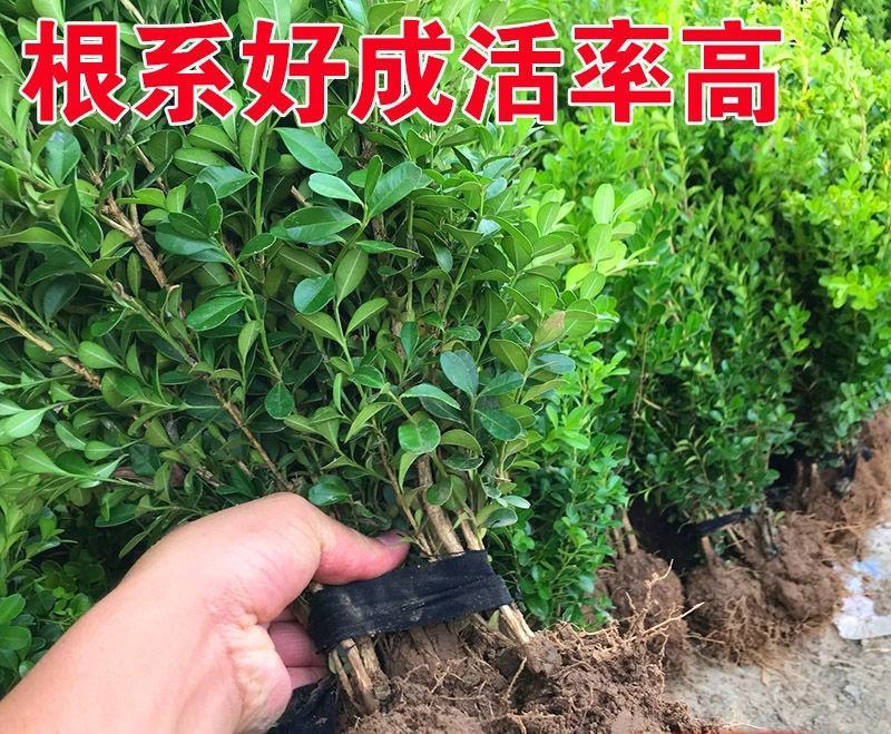 黄杨苗树苗黄杨球小叶黄杨瓜子黄杨小苗四季常青耐阴常绿庭院