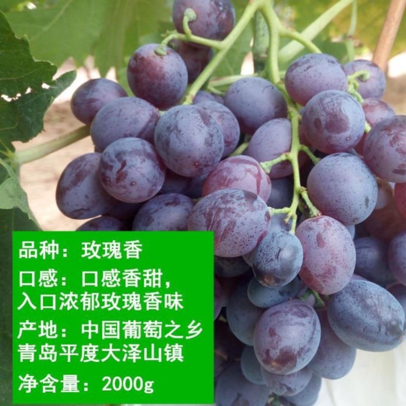 玫瑰香葡萄郁金香葡萄茉莉香葡萄维多利亚葡萄大棚葡萄