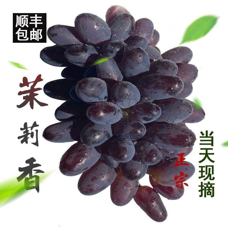 玫瑰香葡萄郁金香葡萄茉莉香葡萄维多利亚葡萄大棚葡萄