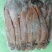 舌头鱼/龙利鱼/鳎目鱼