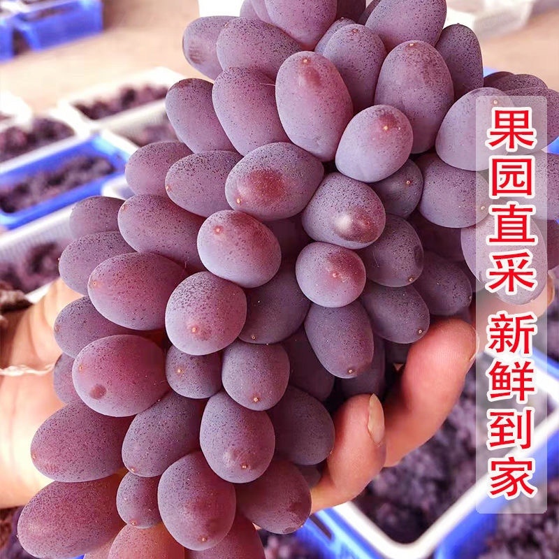 玫瑰香葡萄郁金香葡萄茉莉香葡萄维多利亚葡萄大棚葡萄