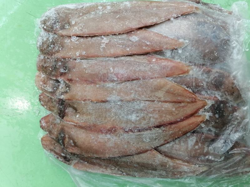 舌头鱼/龙利鱼/鳎目鱼