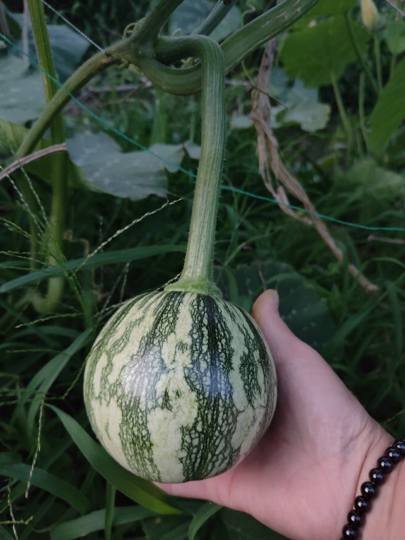 青皮黄肉甜脆小嫩南瓜