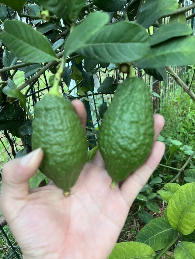 广东香水柠檬