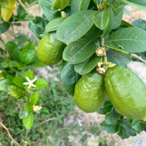 广东香水柠檬