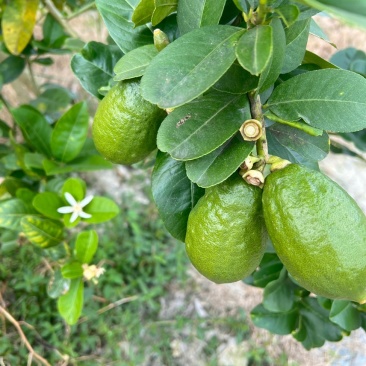 广东香水柠檬