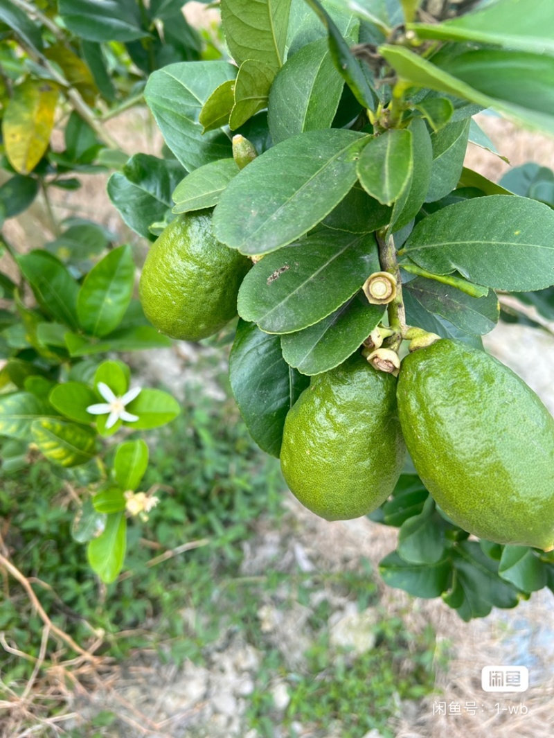 广东香水柠檬