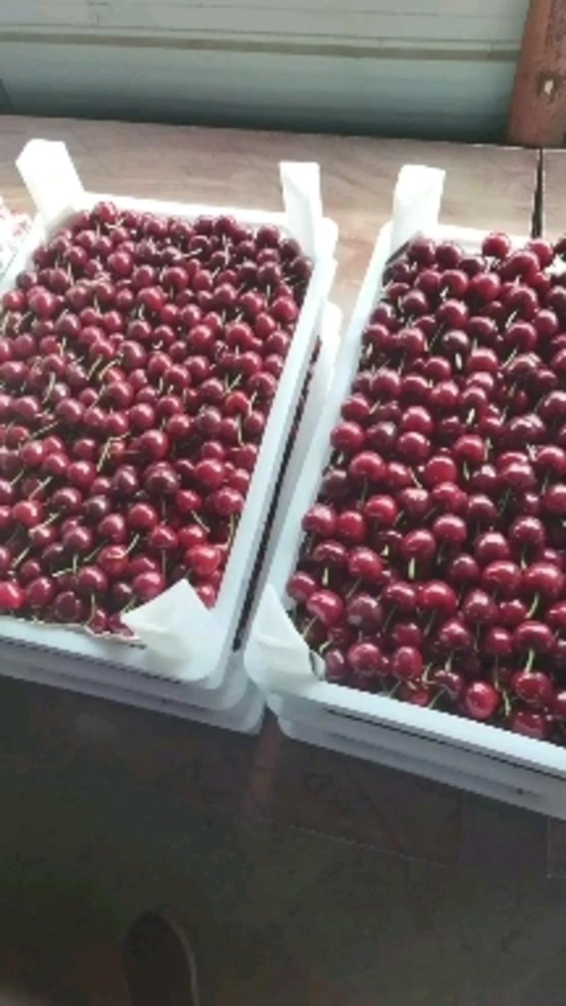 山东大樱桃，红灯，美早大樱桃大量上市，支持全国发货