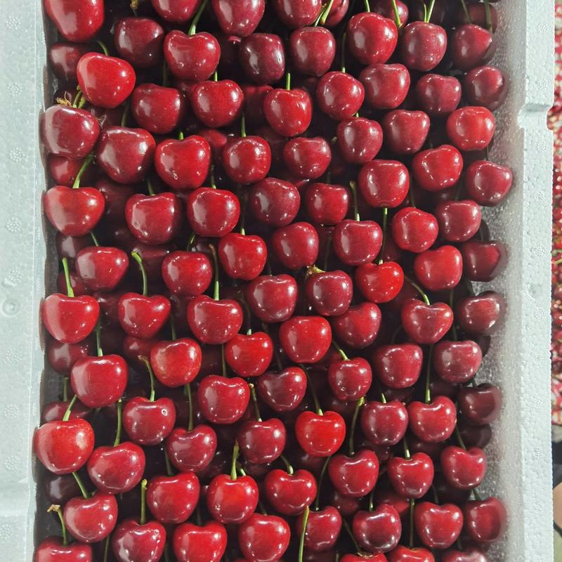 山东大樱桃，红灯，美早大樱桃大量上市，支持全国发货