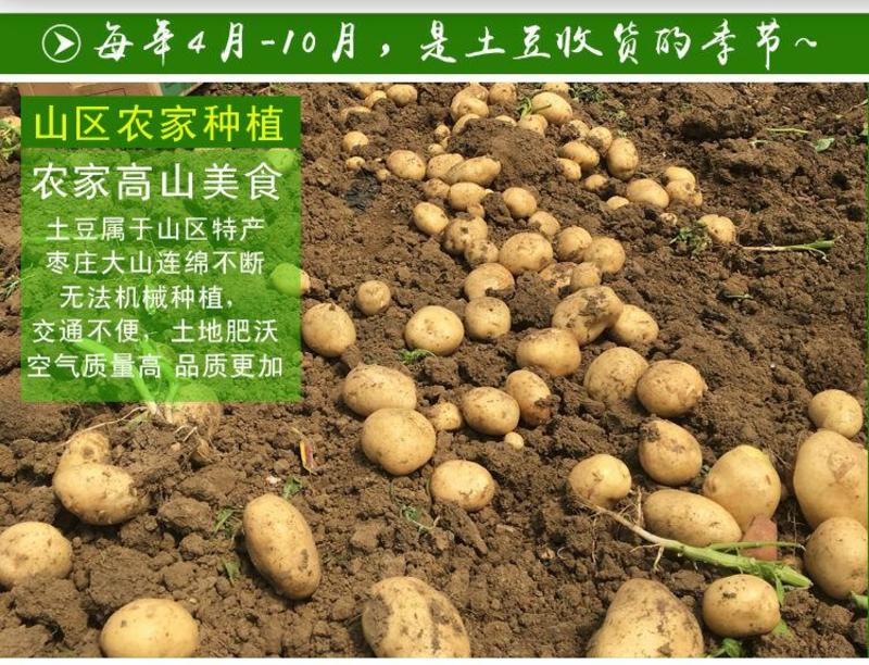 新鲜黄心土豆农家自种非转基因新鲜迷你小土豆新鲜蔬菜马铃薯