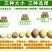 新鲜黄心土豆农家自种非转基因新鲜迷你小土豆新鲜蔬菜马铃薯
