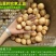 新鲜黄心土豆农家自种非转基因新鲜迷你小土豆新鲜蔬菜马铃薯
