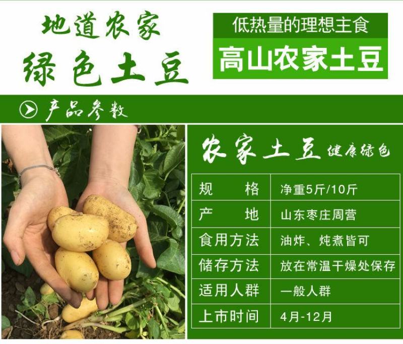 新鲜黄心土豆农家自种非转基因新鲜迷你小土豆新鲜蔬菜马铃薯