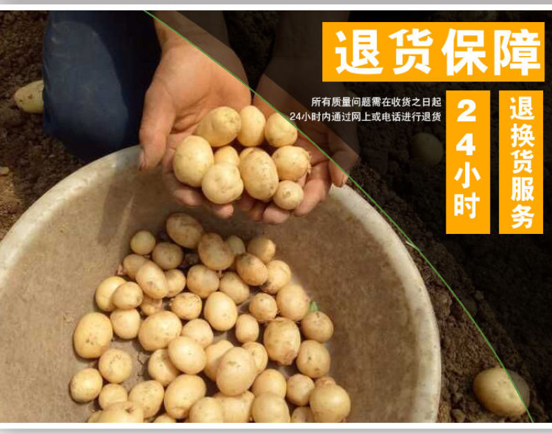 新鲜黄心土豆农家自种非转基因新鲜迷你小土豆新鲜蔬菜马铃薯