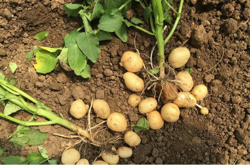 新鲜黄心土豆农家自种非转基因新鲜迷你小土豆新鲜蔬菜马铃薯