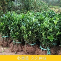冬青苗冬青树苗耐寒耐热篱笆苗围墙庭院绿化苗四季常青