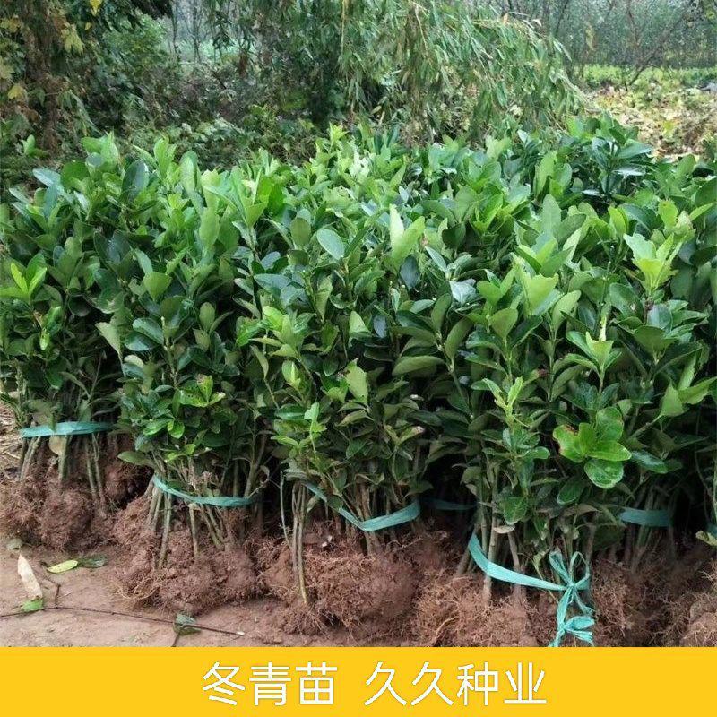 冬青苗冬青树苗耐寒耐热篱笆苗围墙庭院绿化苗四季常青