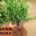 冬青苗冬青树苗耐寒耐热篱笆苗围墙庭院绿化苗四季常青