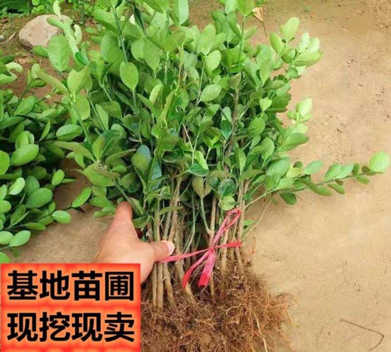 冬青苗冬青树苗耐寒耐热篱笆苗围墙庭院绿化苗四季常青