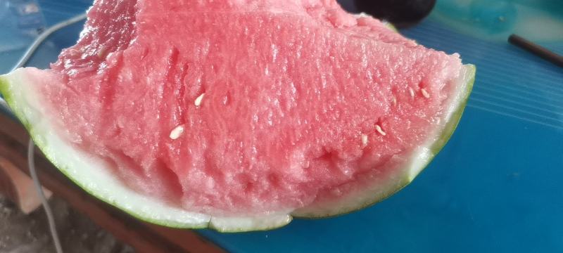 夏邑西瓜美都8424